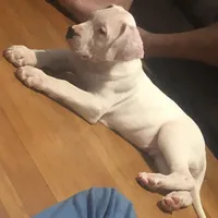 Gusto, a male Dogo Argentino for sale in Patchogue, NY – Photo 3 of 3