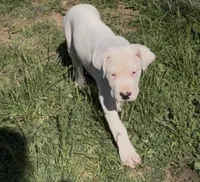 Oso, a male Dogo Argentino for sale in Patchogue, NY – 1 of 3