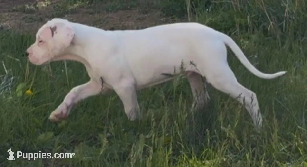 Capitan, a male Dogo Argentino for sale in Patchogue, NY – 3 of 4