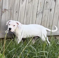 El Jefe, a male Dogo Argentino for sale in Patchogue, NY – 2 of 3