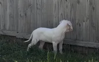 Capitan, a male Dogo Argentino for sale in Patchogue, NY – 2 of 4
