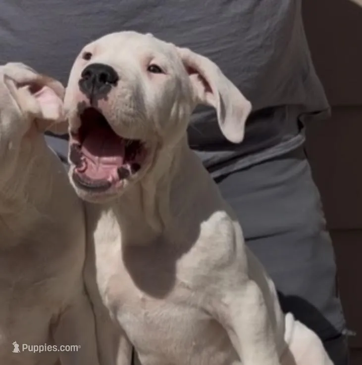 El Jefe – Dogo Argentino puppy for sale in Patchogue, NY
