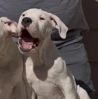 El Jefe, a male Dogo Argentino for sale in Patchogue, NY – 1 of 3