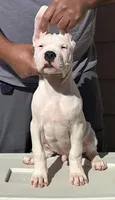 El Jefe, a male Dogo Argentino for sale in Patchogue, NY – 3 of 3