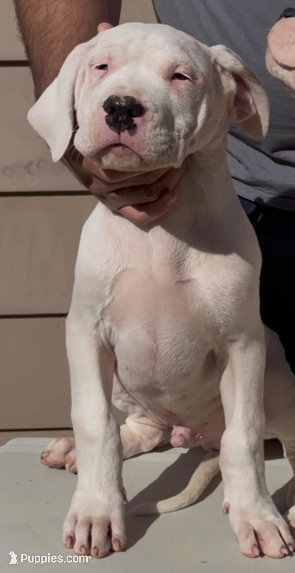 Capitan, a male Dogo Argentino for sale in Patchogue, NY – 4 of 4