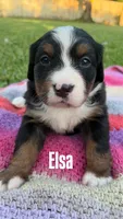 Elsa, a female Bernese Mountain Dog for sale in Melbourne, FL – 4 of 4