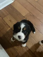 Anna, a female Bernese Mountain Dog for sale in Melbourne, FL – 6 of 6
