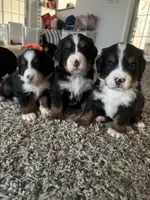 Samantha, a female Bernese Mountain Dog for sale in Melbourne, FL – 5 of 6