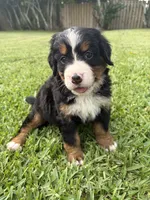 Samantha, a female Bernese Mountain Dog for sale in Melbourne, FL – 1 of 6
