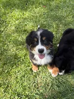 Olaf (AVAILABLE JUNE 23), a male Bernese Mountain Dog for sale in Melbourne, FL – 2 of 6