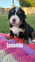 Samantha, a female Bernese Mountain Dog for sale in Melbourne, FL – 2 of 6