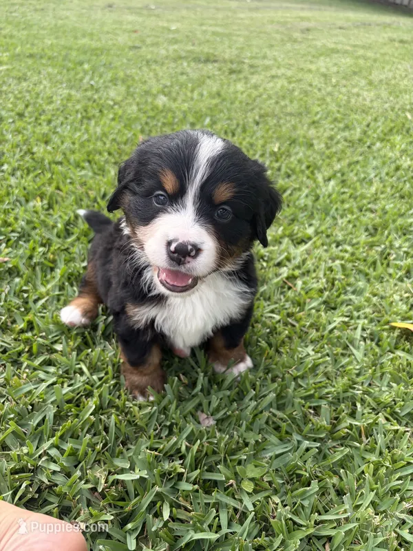 Olaf – Bernese Mountain Dog puppy for sale in Melbourne, FL