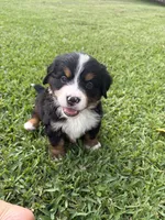 Olaf, a male Bernese Mountain Dog for sale in Melbourne, FL – 1 of 4