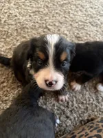 Olaf, a male Bernese Mountain Dog for sale in Melbourne, FL – 4 of 4