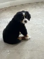 Anna (AVAILABLE JUNE 23), a female Bernese Mountain Dog for sale in Melbourne, FL – 9 of 10
