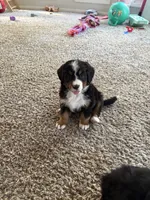 Elsa, a female Bernese Mountain Dog for sale in Melbourne, FL – 3 of 4