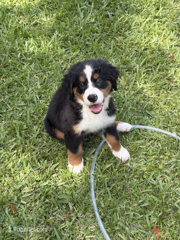 Anna (AVAILABLE JUNE 23) – Bernese Mountain Dog puppy for sale in Melbourne, FL