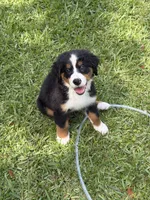 Anna (AVAILABLE JUNE 23), a female Bernese Mountain Dog for sale in Melbourne, FL – 1 of 10