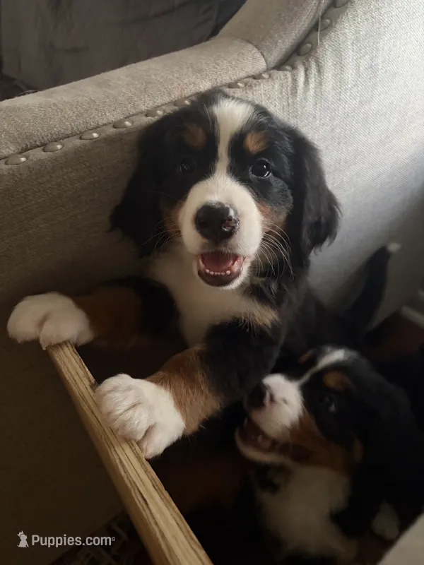 Anna – Bernese Mountain Dog puppy for sale in Melbourne, FL