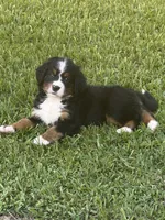 Elsa, a female Bernese Mountain Dog for sale in Melbourne, FL – 2 of 4