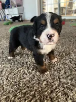 Olaf, a male Bernese Mountain Dog for sale in Melbourne, FL – 2 of 4
