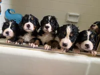 Sven, a male Bernese Mountain Dog for sale in Melbourne, FL – 4 of 6