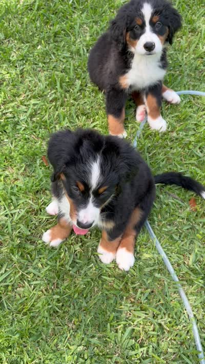 Elsa (AVAILABLE JUNE 23), a female Bernese Mountain Dog for sale in Melbourne, FL – 5 of 5