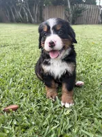 Samantha, a female Bernese Mountain Dog for sale in Melbourne, FL – 4 of 6
