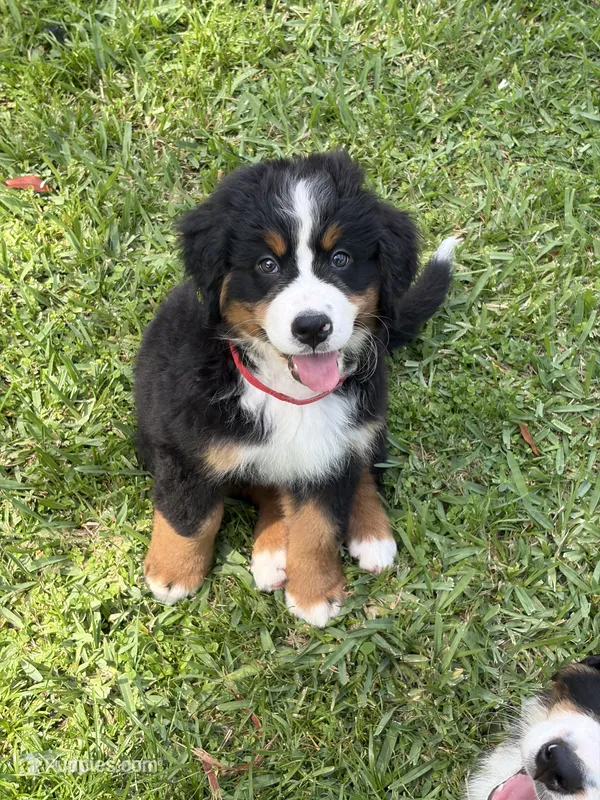Kristoff  – Bernese Mountain Dog puppy on hold in Melbourne, FL