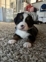 Anna, a female Bernese Mountain Dog for sale in Melbourne, FL – 5 of 6