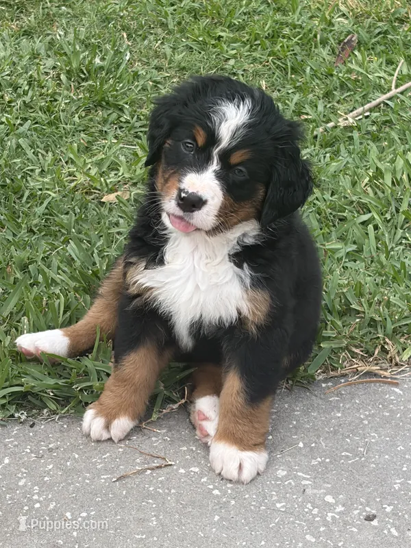 Elsa – Bernese Mountain Dog puppy for sale in Melbourne, FL