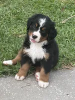 Elsa, a female Bernese Mountain Dog for sale in Melbourne, FL – 1 of 4