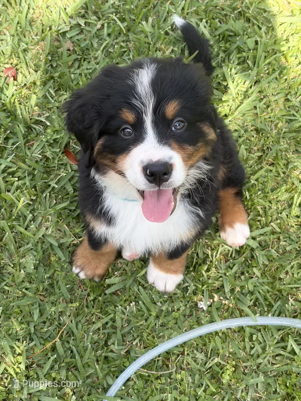 Olaf (AVAILABLE JUNE 23) – Bernese Mountain Dog puppy for sale in Melbourne, FL