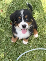 Olaf (AVAILABLE JUNE 23), a male Bernese Mountain Dog for sale in Melbourne, FL – 1 of 6