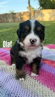 Olaf, a male Bernese Mountain Dog for sale in Melbourne, FL – 3 of 4