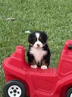 Anna, a female Bernese Mountain Dog for sale in Melbourne, FL – 3 of 6