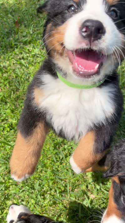 Sven (AVAILABLE JUNE 23), a male Bernese Mountain Dog for sale in Melbourne, FL – 7 of 7
