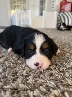 Anna, a female Bernese Mountain Dog for sale in Melbourne, FL – 2 of 6