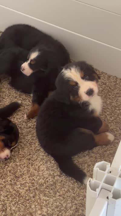 Sven, a male Bernese Mountain Dog for sale in Melbourne, FL – 6 of 6