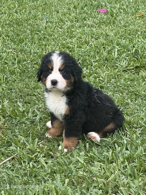 Sven – Bernese Mountain Dog puppy for sale in Melbourne, FL