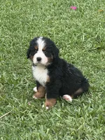 Sven, a male Bernese Mountain Dog for sale in Melbourne, FL – 1 of 6
