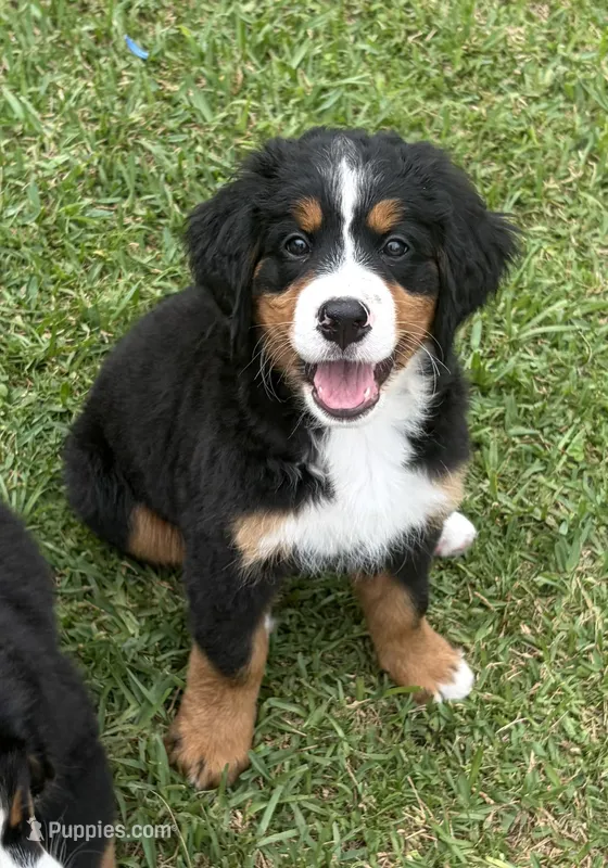 Samantha – Bernese Mountain Dog puppy for sale in Melbourne, FL