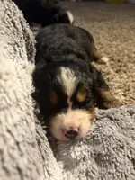 Samantha, a female Bernese Mountain Dog for sale in Melbourne, FL – 6 of 6