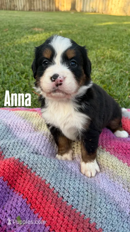 Anna – Bernese Mountain Dog puppy for sale in Melbourne, FL