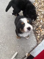 Sven, a male Bernese Mountain Dog for sale in Melbourne, FL – 2 of 6