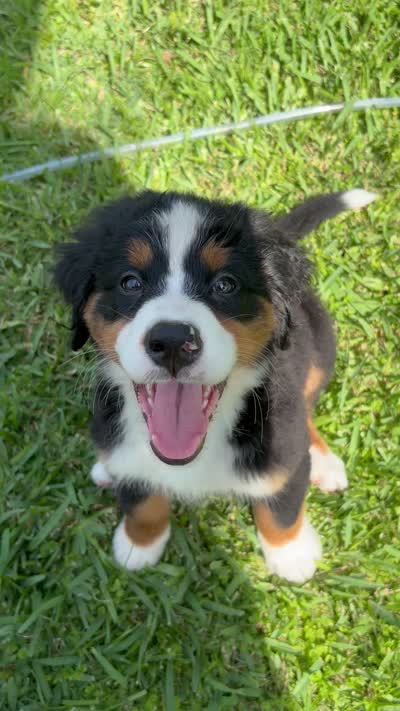 Anna (AVAILABLE JUNE 23), a female Bernese Mountain Dog for sale in Melbourne, FL – 10 of 10