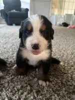 Sven, a male Bernese Mountain Dog for sale in Melbourne, FL – 5 of 6
