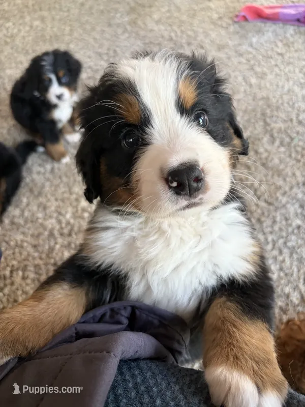 Sven (AVAILABLE JUNE 23), a male Bernese Mountain Dog for sale in Melbourne, FL – 1 of 7