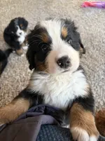 Sven, a male Bernese Mountain Dog for sale in Melbourne, FL – 3 of 6