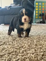 Samantha, a female Bernese Mountain Dog for sale in Melbourne, FL – 3 of 6